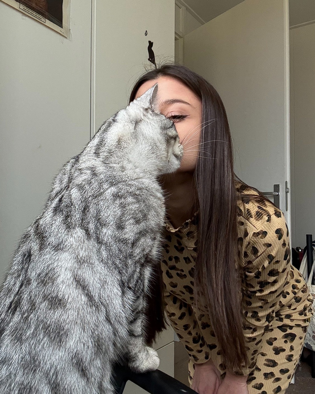Cat kiss close up